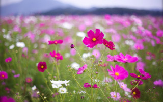 Flower field mountains blurry sky - chang daichien free wallpaper