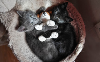 Three kittens sleeping cat bed - three kitten free wallpaper