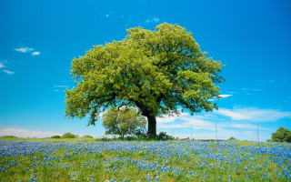 Large tree blue flowers blue - under a blue sky free wallpaper