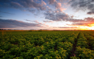Sunset green field cloudy sky 2 - alan sutherland free wallpaper