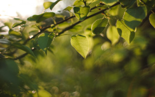 Leafy branch sunlight nature blurry - sunlight free wallpaper