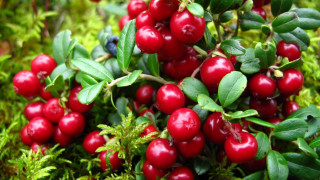 Berry leaves blurry christmas food - red berry free wallpaper for desktop