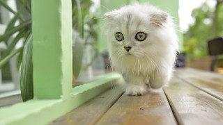 White cat green eyes wooden - big eye free wallpaper
