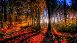 Mystical forest sunbeam autumn fireworks - a long shadow free wallpaper