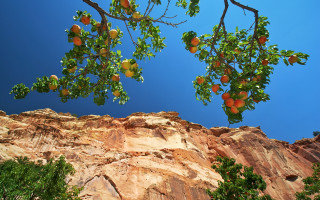 Orange tree cliffside blue sky - a cliff side free wallpaper