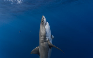 Shark camera ocean person arabesque - a camera free wallpaper for desktop