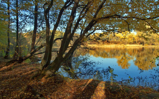 Autumn lake trees falling leaves - the fall time free wallpaper