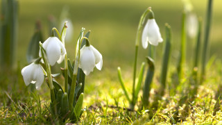 White flowers grass sunny macro 2 - sunlight free wallpaper