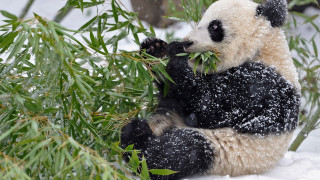 Panda bamboo snow falling aurora - sharp claw free wallpaper for desktop
