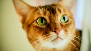 Black cat green eyes photorealistic - a curtain free wallpaper