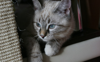 Blue eyed cat scratching post 2 - post free wallpaper