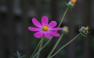 Pink flower yellow center green 18 - byeon sangbyeok free wallpaper