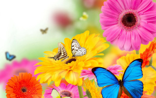 Butterflies flowers vivid colors blurry - rich vivid color free wallpaper