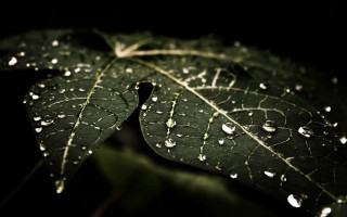 Green leaf water droplets macro 33 - the dark background free wallpaper