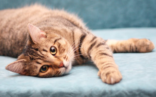 Cat blue couch paws open - a blue couch free wallpaper