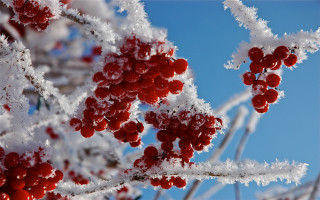 Berry snow branch blue sky - berry free wallpaper