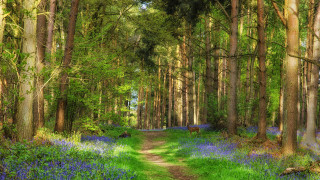 Dirt road forest bluebells trees - a dirt path free wallpaper