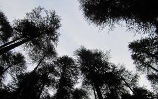 Forest trees night sky fireworks - a forest area free wallpaper