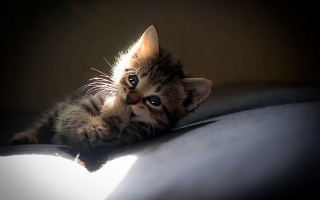 Kitten laying on bed pillow - top of a bed next free wallpaper