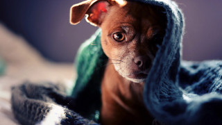 Dog wrapped blanket sad look 2 - a blanket free wallpaper