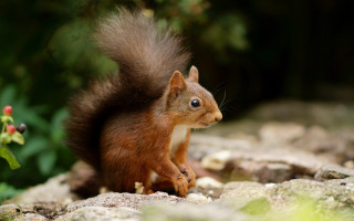 Squirrel rock camera blurry background - a squirrel free wallpaper