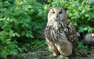 Owl bird nature forest garden - a large owl free wallpaper