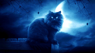 Cat fence fullmoon gothic night - moonlight free wallpaper for desktop