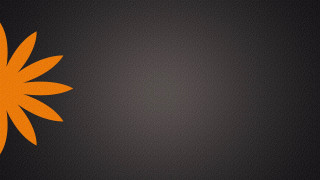 Black orange sunflower white black - a yellow flower free wallpaper