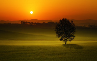 Lone tree sunset mountains forest - the sun in the distance behind free wallpaper