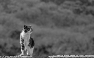 Cat ledge distant hill blackwhite - a hill in the background free wallpaper