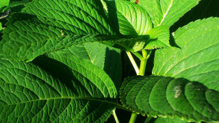 Green leafy plant water drops - de hirsh margule free wallpaper