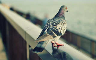 Pigeon ocean railings people blurry - fiona stephenson free wallpaper