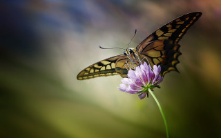 Butterfly flower macro blurry background 2 - a butterfly free wallpaper