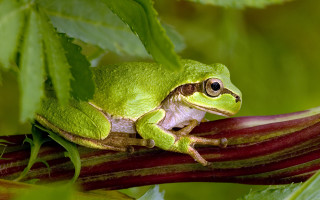 Green frog branch leaves eyes - a green frog free wallpaper
