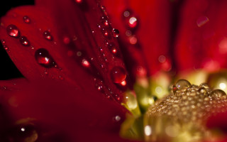 Red flower water droplets macro 18 - the petal free wallpaper