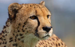 Cheetah shiba inu furry jigsaw - a cheetah free wallpaper