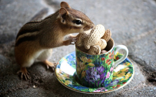 Squirrel cup stuffed animal saucer - a cup free wallpaper