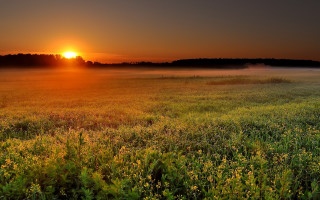 Sunset foggy field flower horizon - the air above free wallpaper
