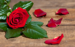 Red rose wooden table petals - a wooden table free wallpaper