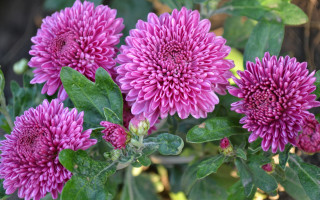 Purple flower garden macro blurry - a garden area free wallpaper