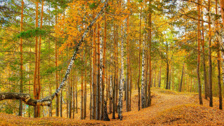 Autumn woods path fallen tree - fallen free wallpaper