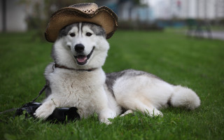 Husky cowboy hat camera dog - western free wallpaper