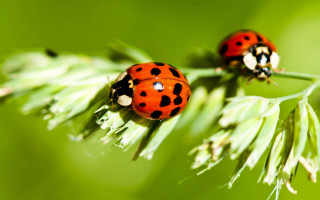 Ladybugs green plant macro ecological - a green plant free wallpaper