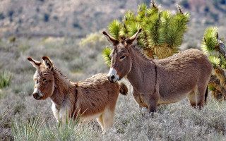 Donkeys field trees mountain nature - the background and grass free wallpaper