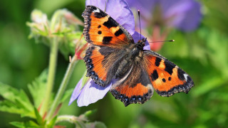 Butterfly purple flower field macro - purple flower free wallpaper for desktop