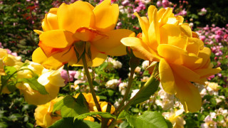Yellow flowers garden pink white - a garden free wallpaper
