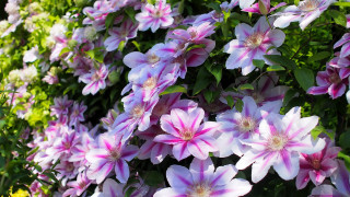 Sunny flower bush flowers puzzle - a bunch of flowers free wallpaper