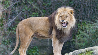 Lion rock open mouth nature - mouth wide free wallpaper