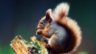 Squirrel tree stump eating blue - a squirrel free wallpaper for desktop