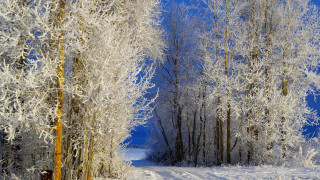 Snowy path forest frosted trees - snow free wallpaper